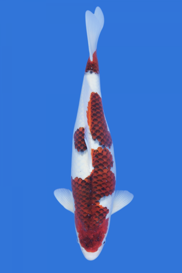 Goromo