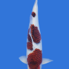 Goromo