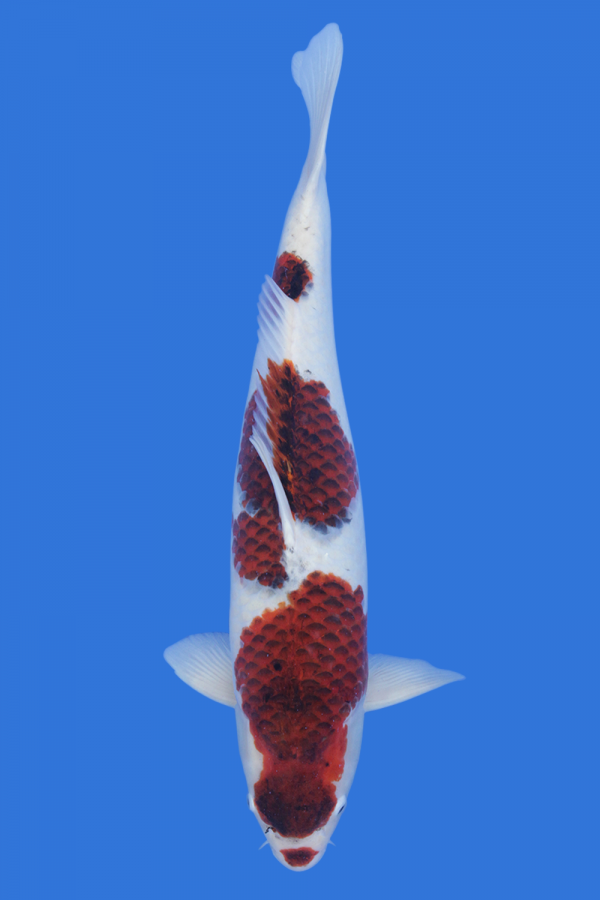 Goromo