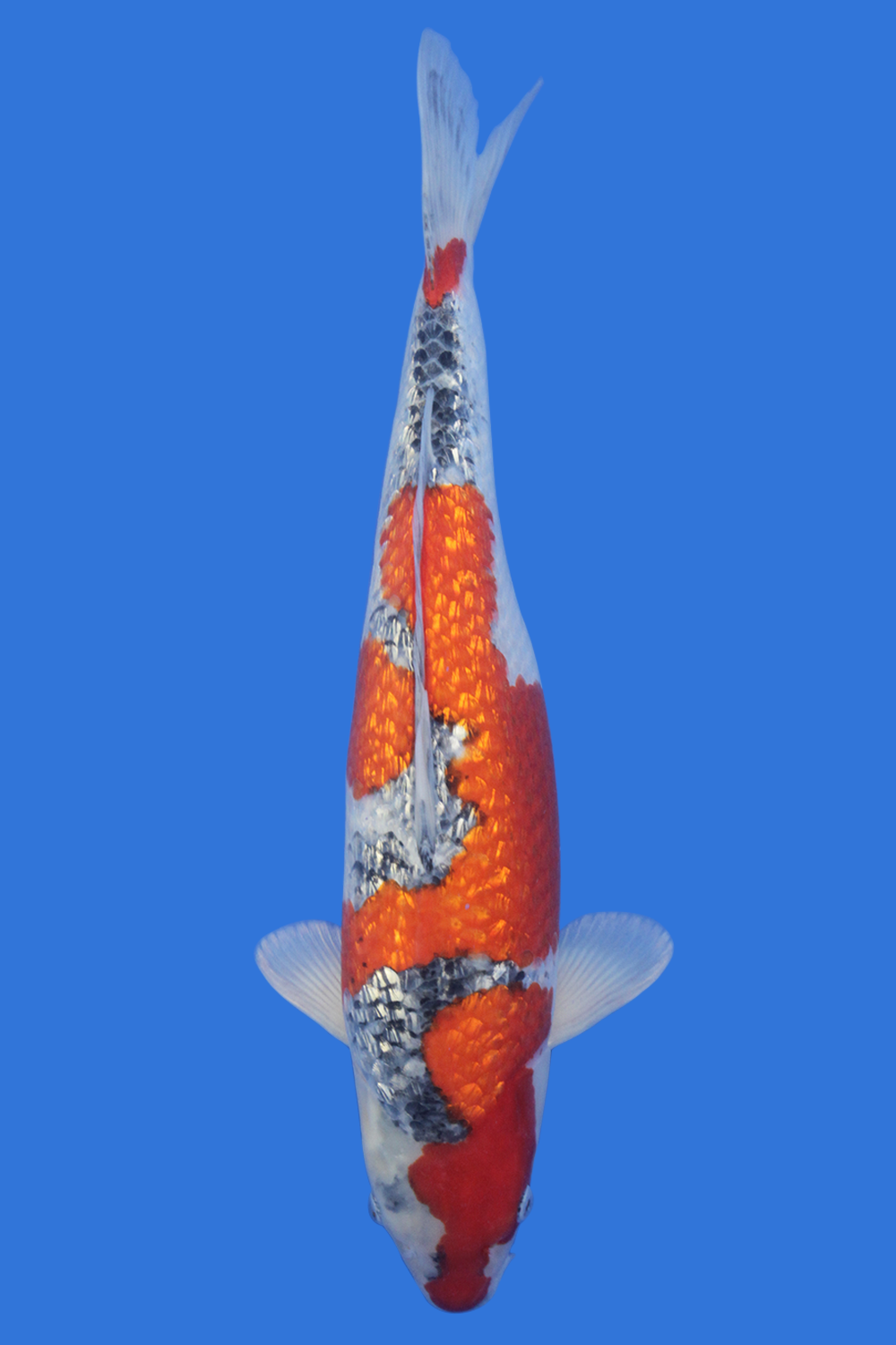 Gin Rin Goshiki High Quality Grand Koi, LLC