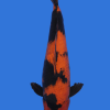 Hi Utsuri