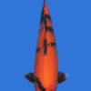 Hi Utsuri