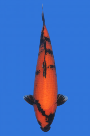 Hi Utsuri