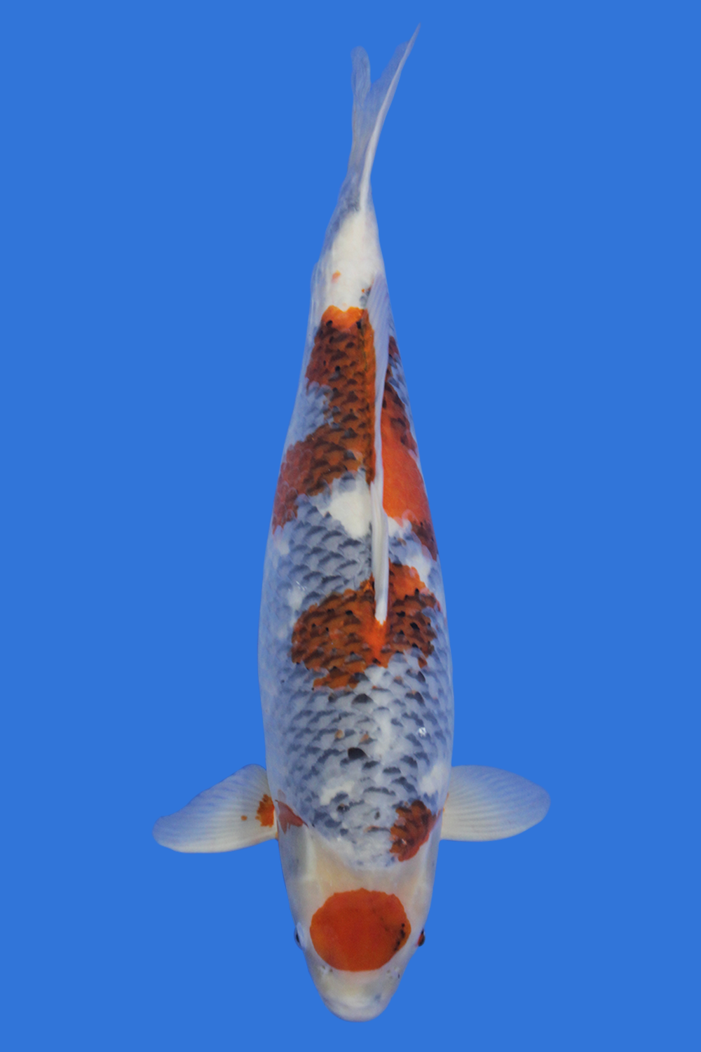 Kawari Kage Showa- SOLD - Grand Koi, LLC