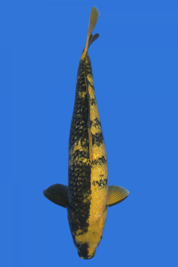 Ki Utsuri