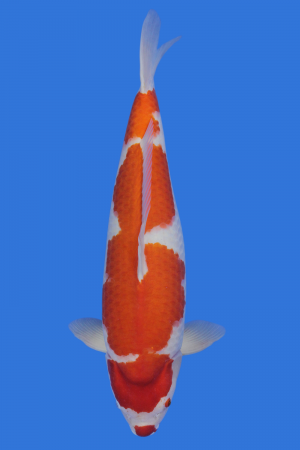 Kohaku