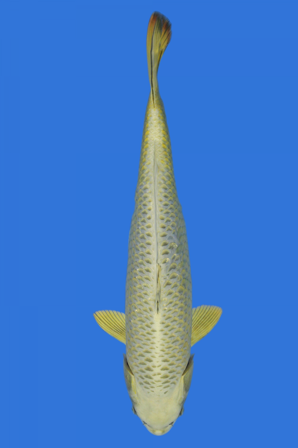 Mukashi Ogon