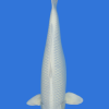Platinum Ogon