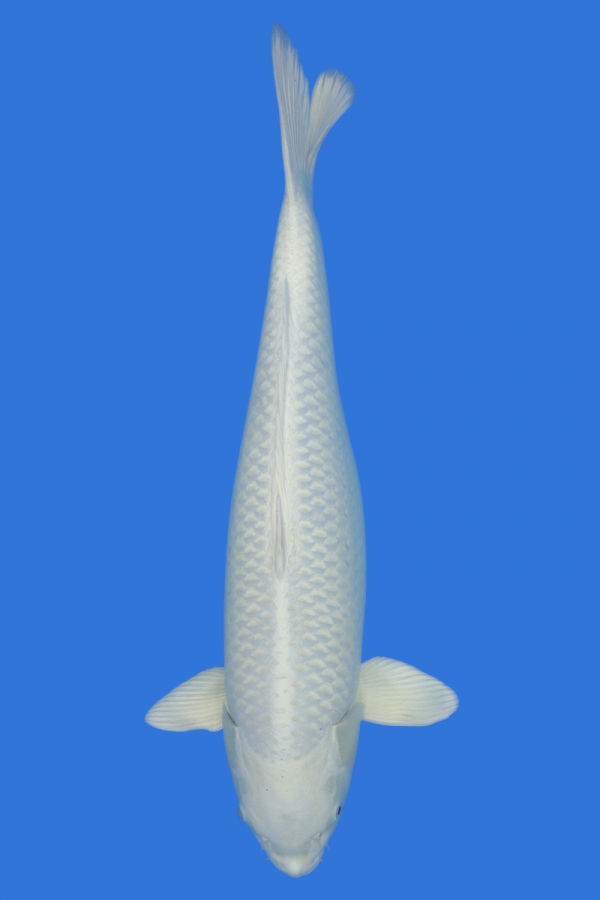 Platinum Ogon