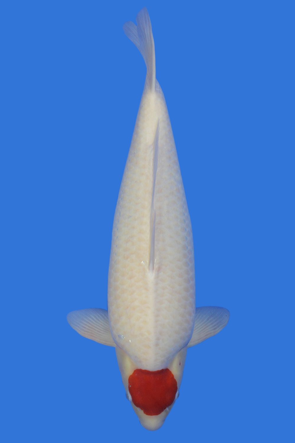 Tancho-Kohaku-22-inches-2-