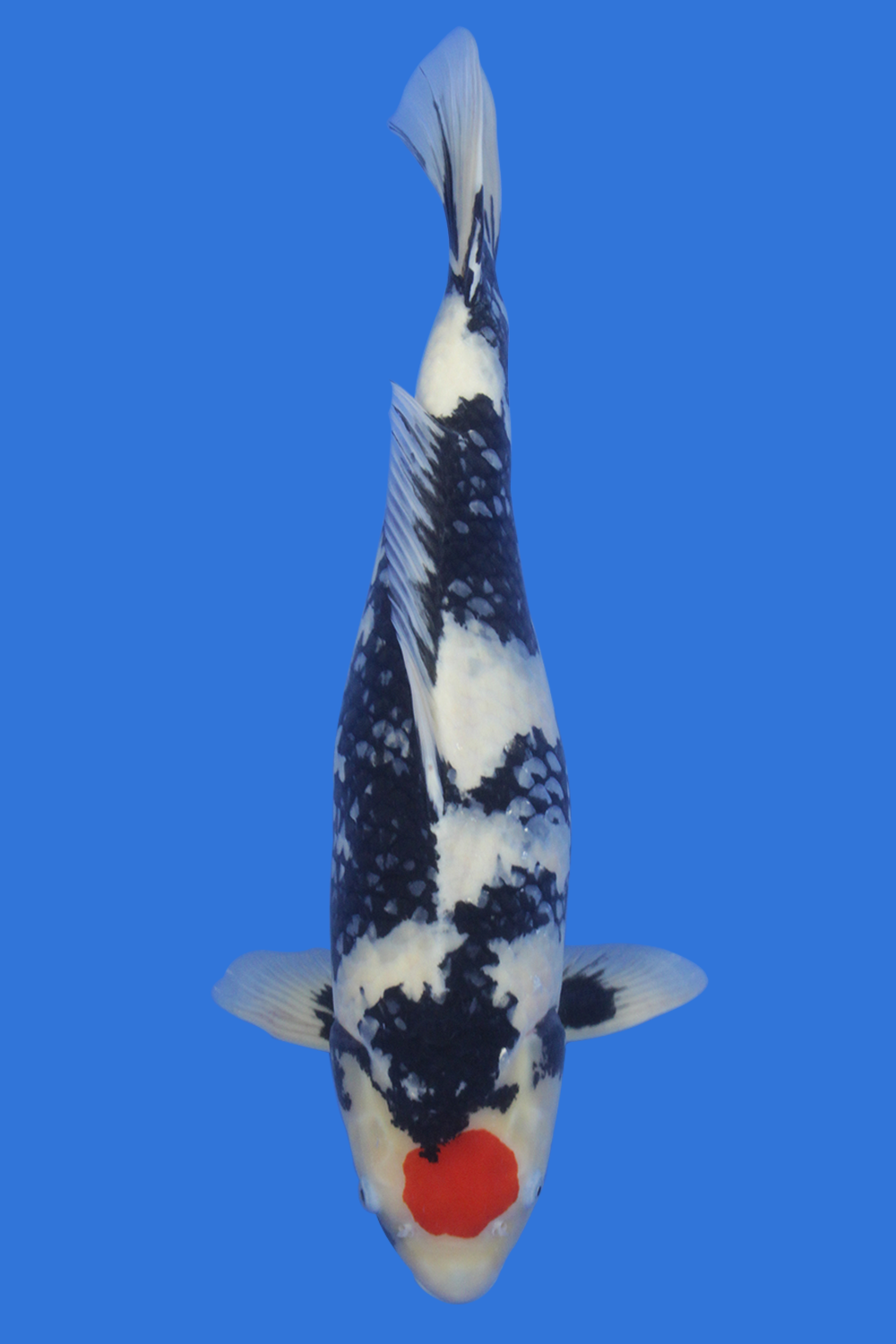 Tancho Kohaku