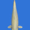 Yamabuki Ogon