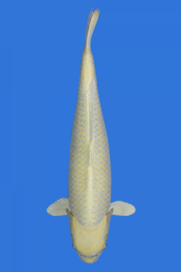 Yamabuki Ogon