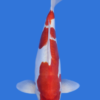 Doitsu Kohaku
