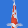 Doitsu Kohaku
