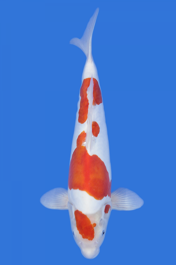 Doitsu Kohaku