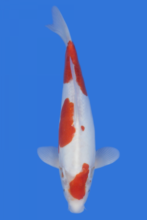 Doitsu Kohaku