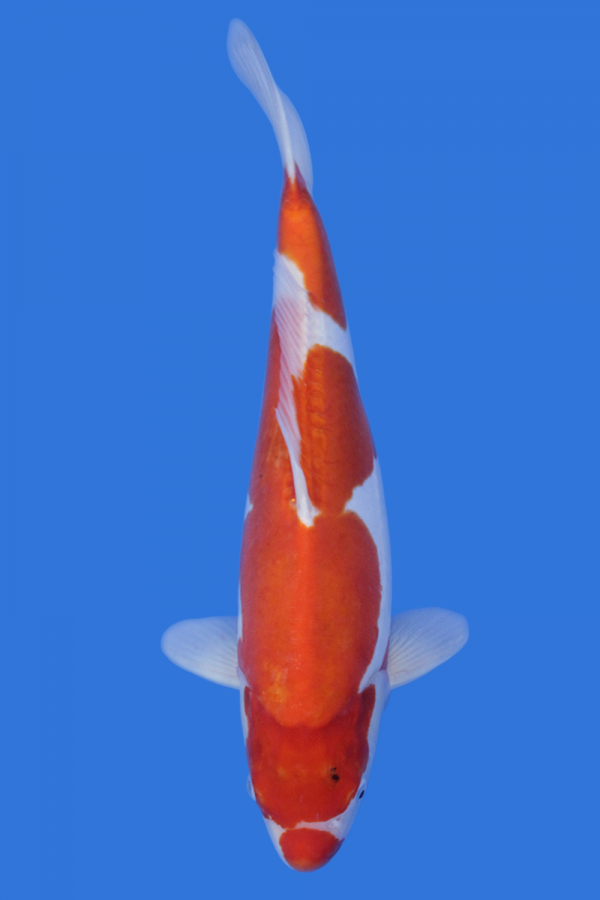 Doitsu Kohaku