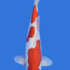 Doitsu Kohaku