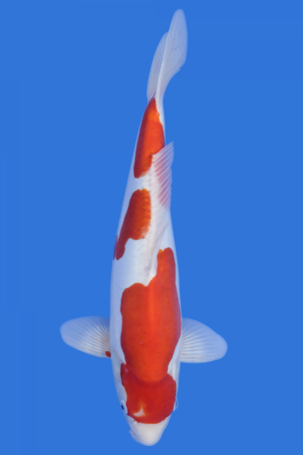 Doitsu Kohaku