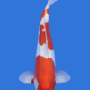 Doitsu Kohaku