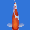 Doitsu Kohaku