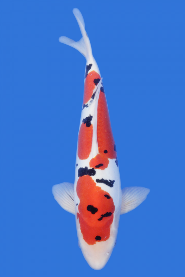 Doitsu Sanke