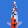 Doitsu Sanke