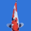 Doitsu Showa