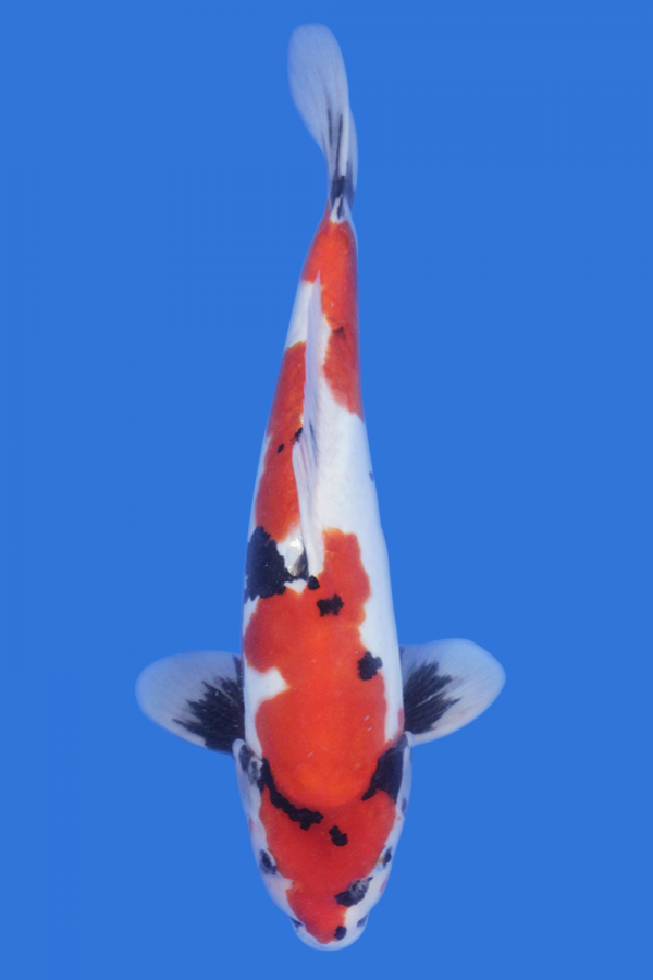 Doitsu Showa