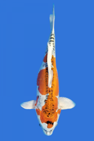 Beni Kikokuryu