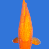 Gin Rin Benigoi