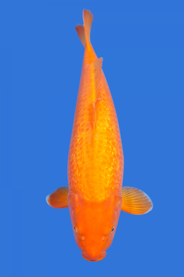 Gin Rin Benigoi