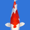 Kujaku
