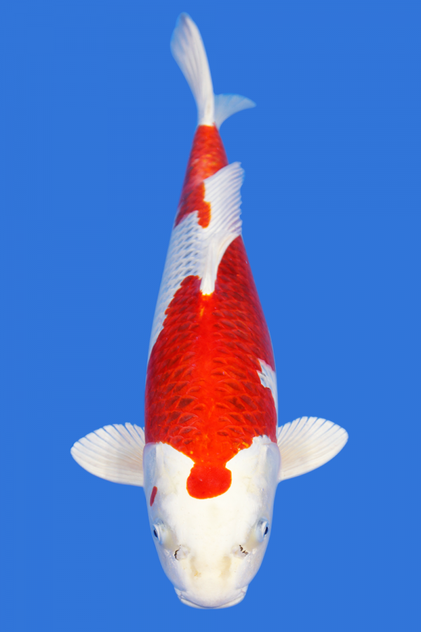 Kujaku