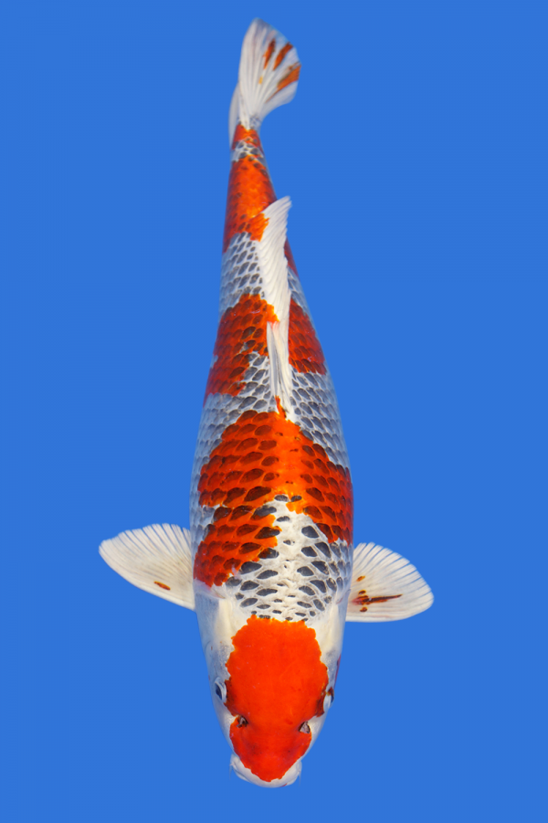 Kujaku- SOLD - Grand Koi, LLC