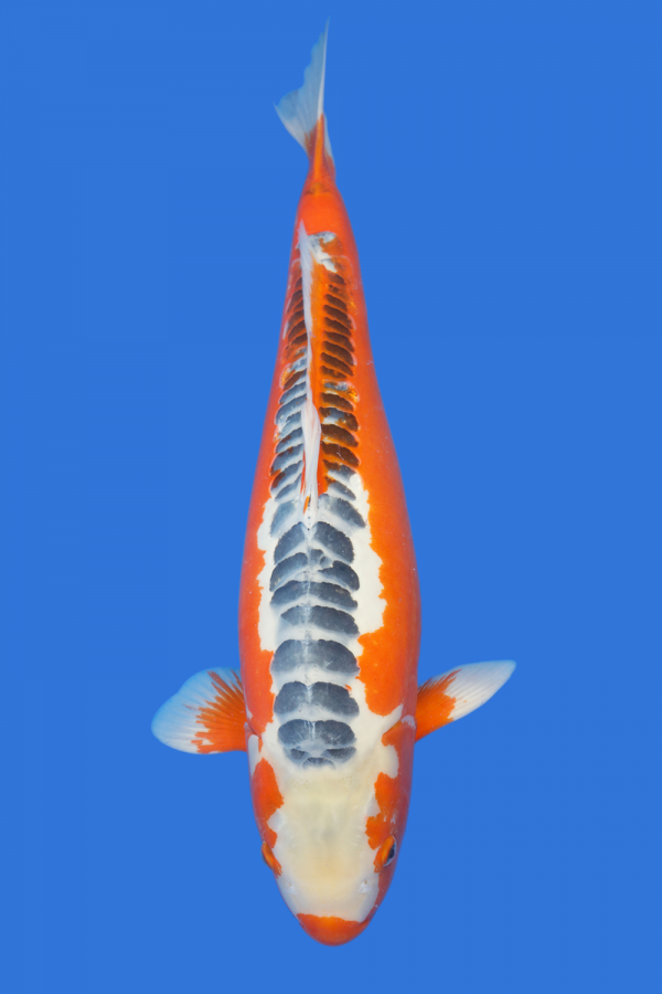 Shusui