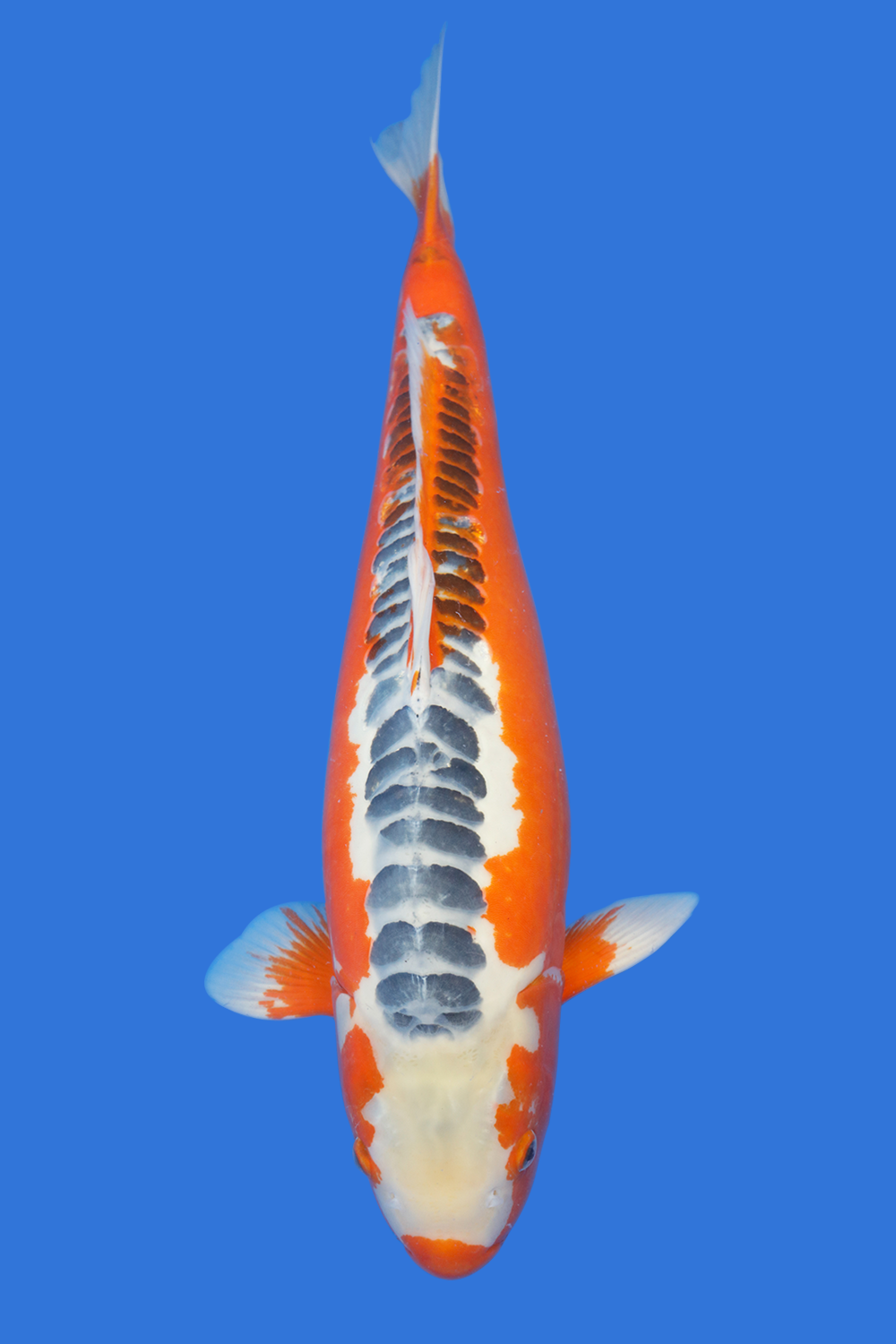 Shusui- SOLD - Grand Koi, LLC