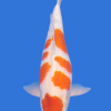 Maruten Kohaku