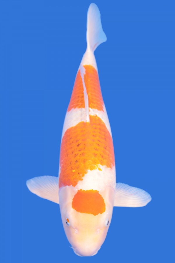 Goromo