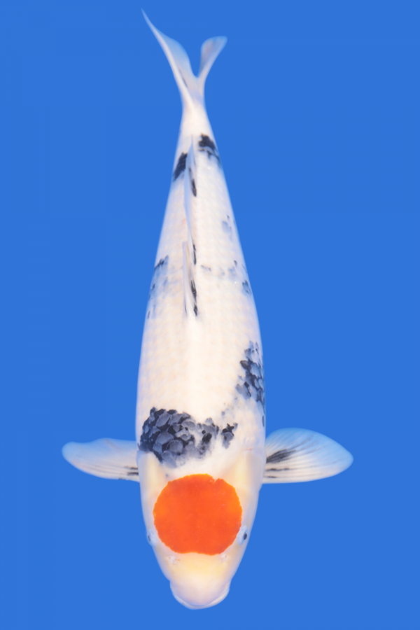 Tancho Showa - Grand Koi, LLC