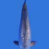 Doitsu Gin Koi Fish