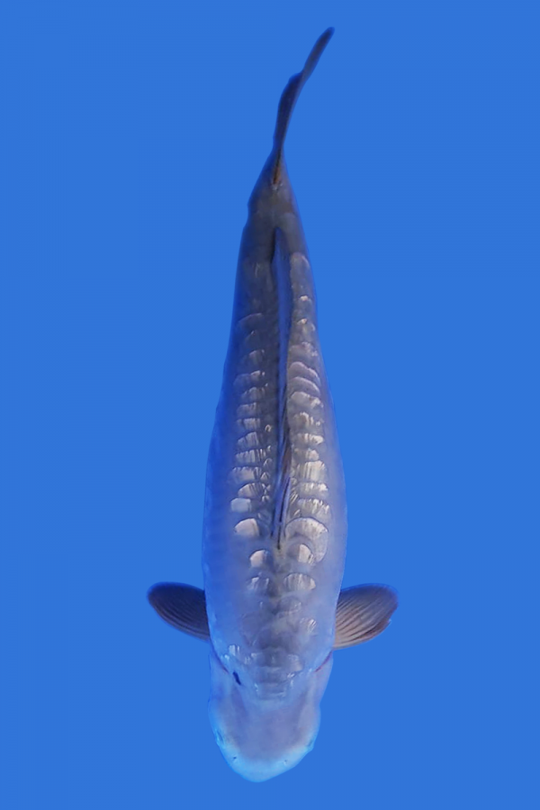 Doitsu Gin Koi Fish
