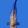 Gin Rin Chagoi Koi Fish