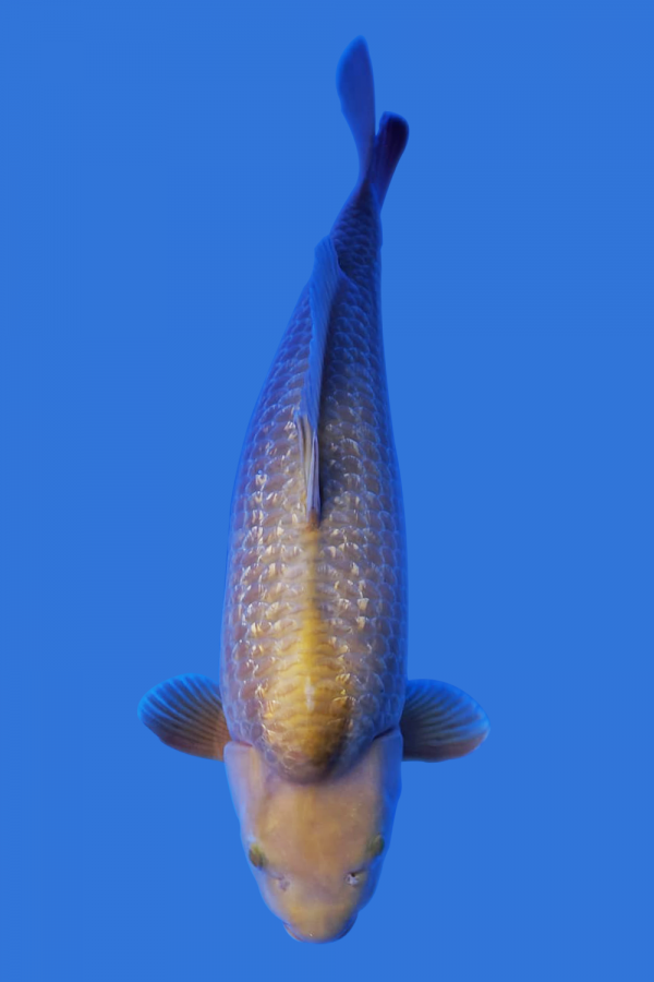Gin Rin Chagoi Koi Fish