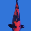 Hi Utsuri koi fish