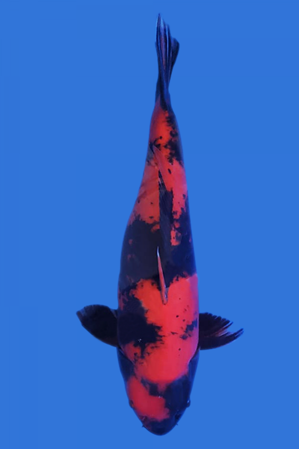 Hi Utsuri koi fish