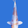 Kujaku Koi
