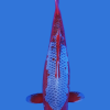Tancho Asagi Koi Fish