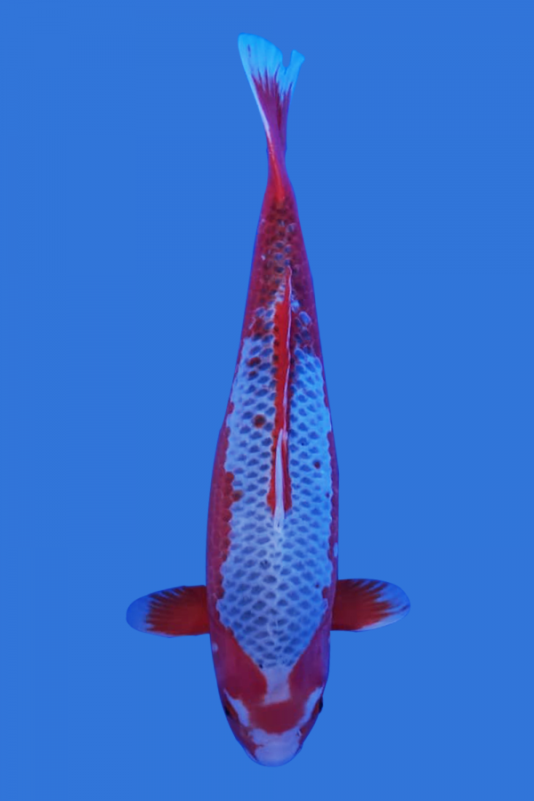 Tancho Asagi Koi Fish